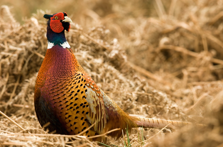 Pheasant hunting South Dakota
