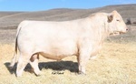 LT Authority 7229 PLD (M898189)