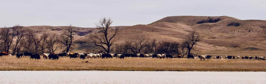 Larson Livestock